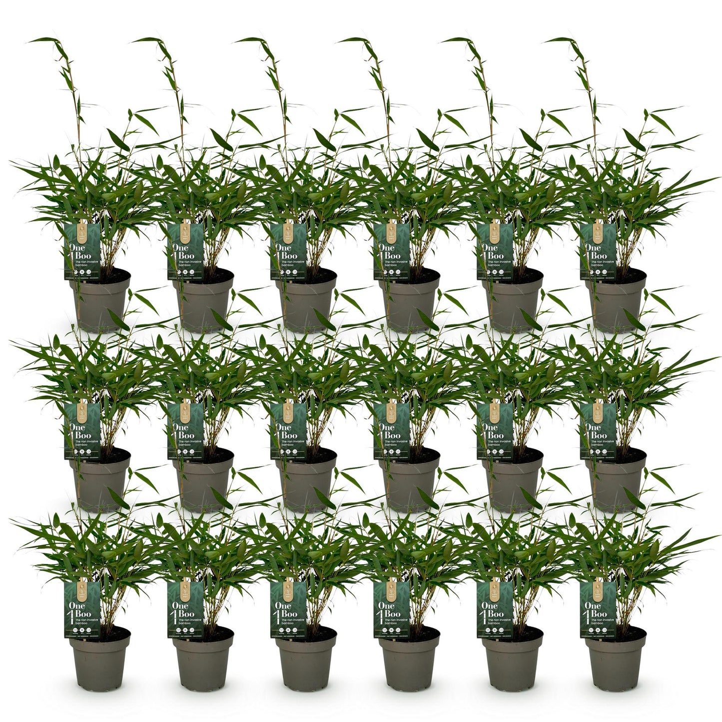 Green boutiQ - Bambù - Fargesia robusta Pingwu - Sempreverde - Non invasivo - Verde - 18 Piante - Vaso 14cm - Altezza 35cm