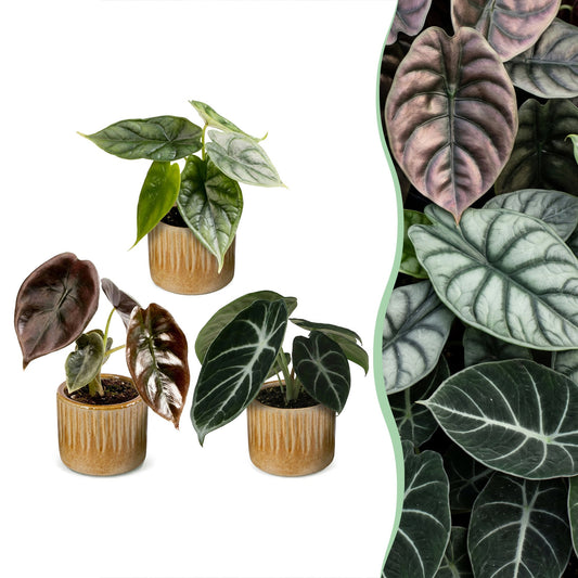 3x Baby Alocasia Tricolour - Rouge - Vert - Noir - Tropicale - incl. Linnea Honey - Ø6cm - ↕12cm