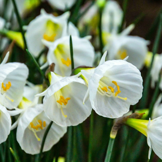 160x Narcissus White Petticoat - White Petticoat Daffodil - White - Spring Bloomer - Bulb size 6/8