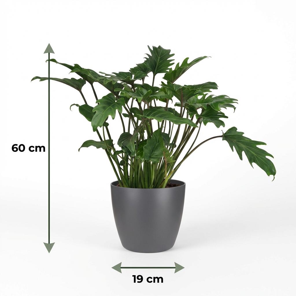 Green boutiQ - Houseplant - Philodendron - Philodendron Xanadu - Green - Low maintenance - 1 Plant - with Potter Grey - Pot 19cm - Height 60cm