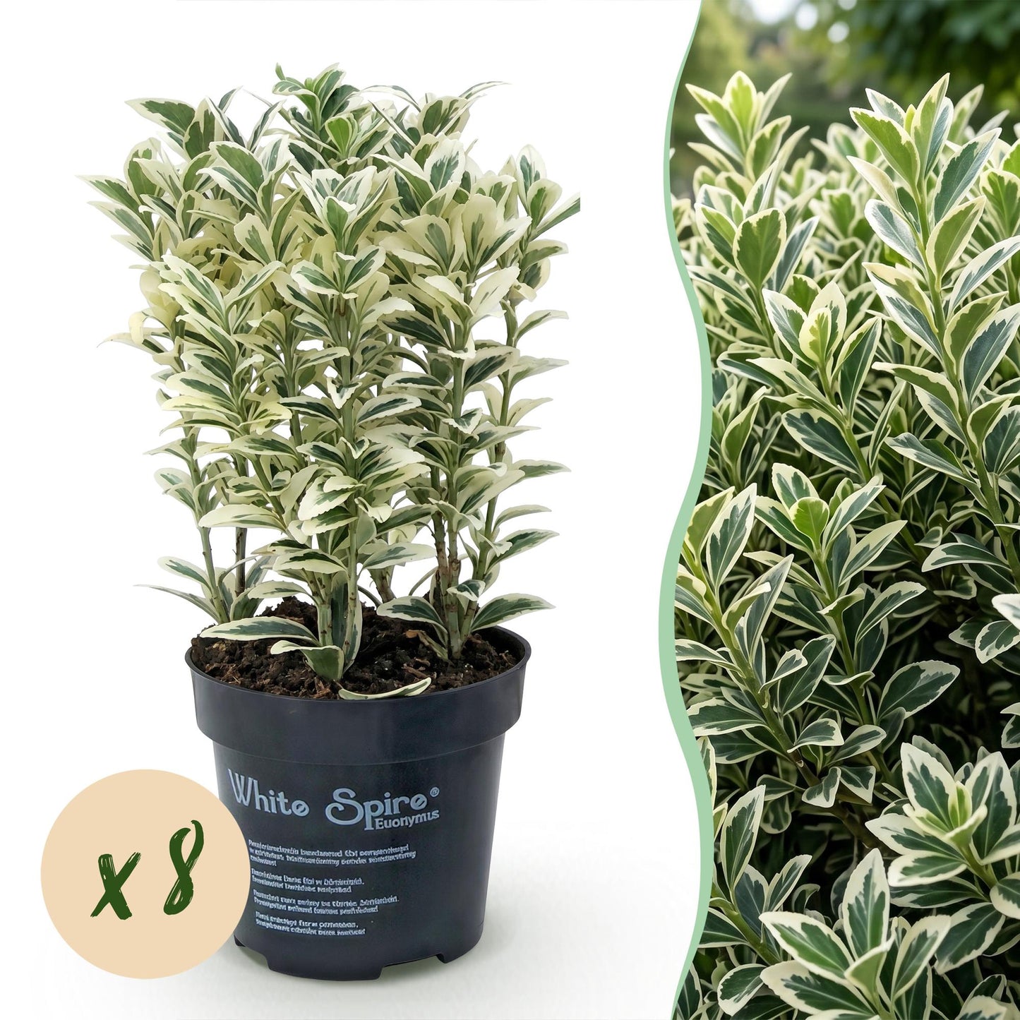 Green boutiQ - 8x Euonymus japonicus White Spire - Spindle Tree - Hedge Plants - Evergreen - White - Green - 9cm Pot - Height 20-30cm