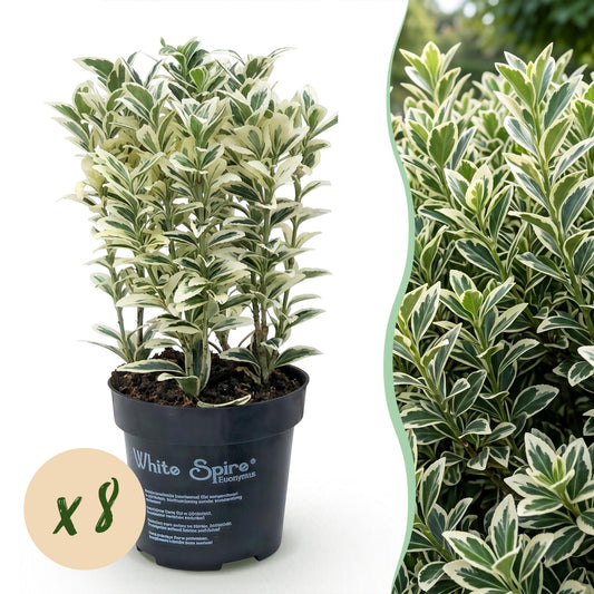 Green boutiQ - 8x Euonymus japonicus White Spire - Spindle Tree - Hedge Plants - Evergreen - White - Green - Pot 9cm - Height 20-30cm