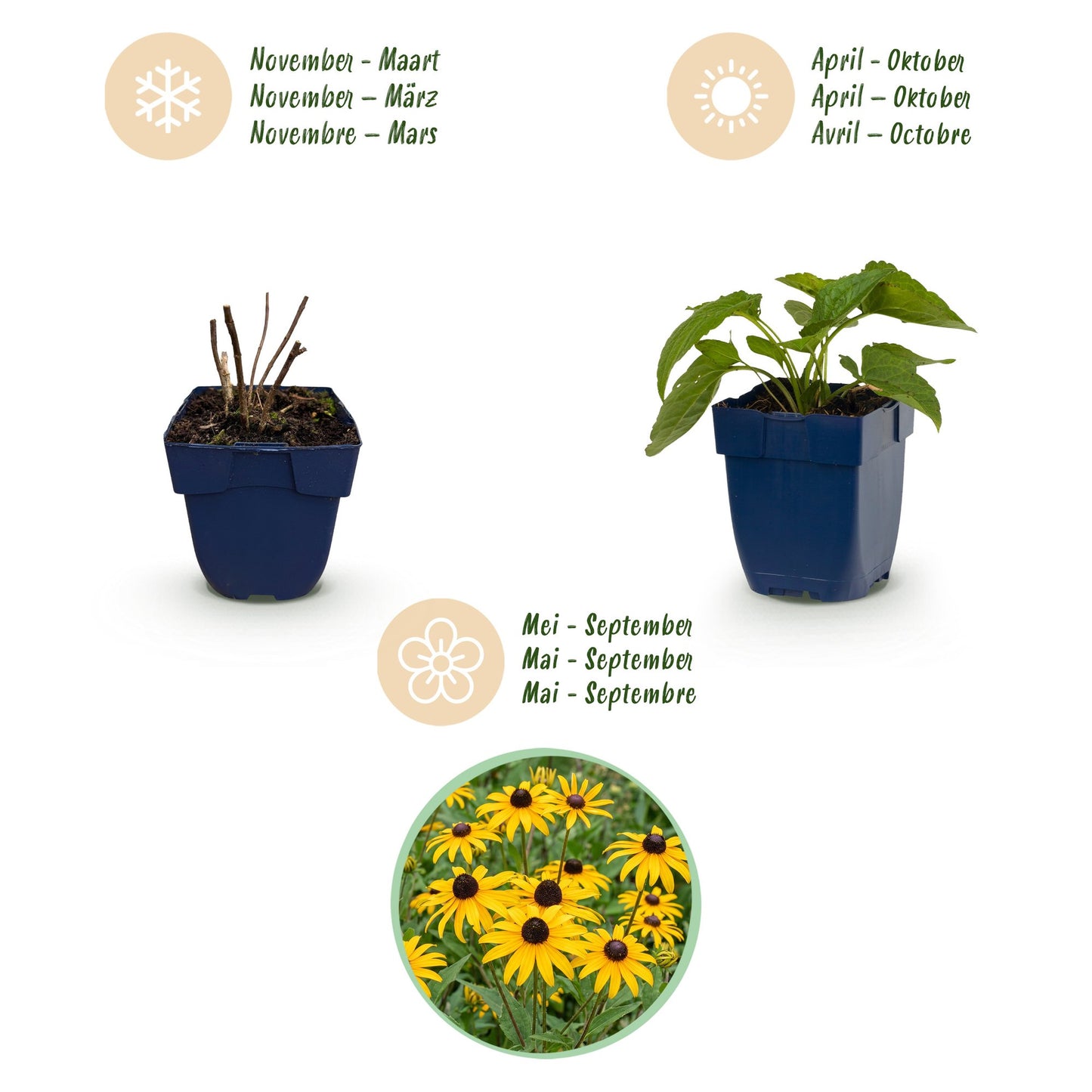 Perennial - Rudbeckia fulg. Goldsturm - Black-eyed Susan - Bee and butterfly attractants - Yellow - 24 Plants - Pot 11cm - Height 15-25cm