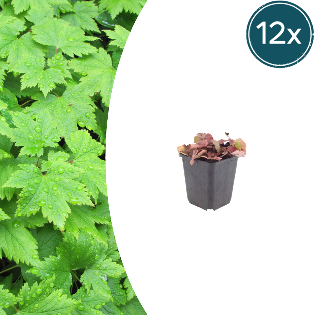 12x Tiarella cordifolia - ↕10-25cm - Ø9cm