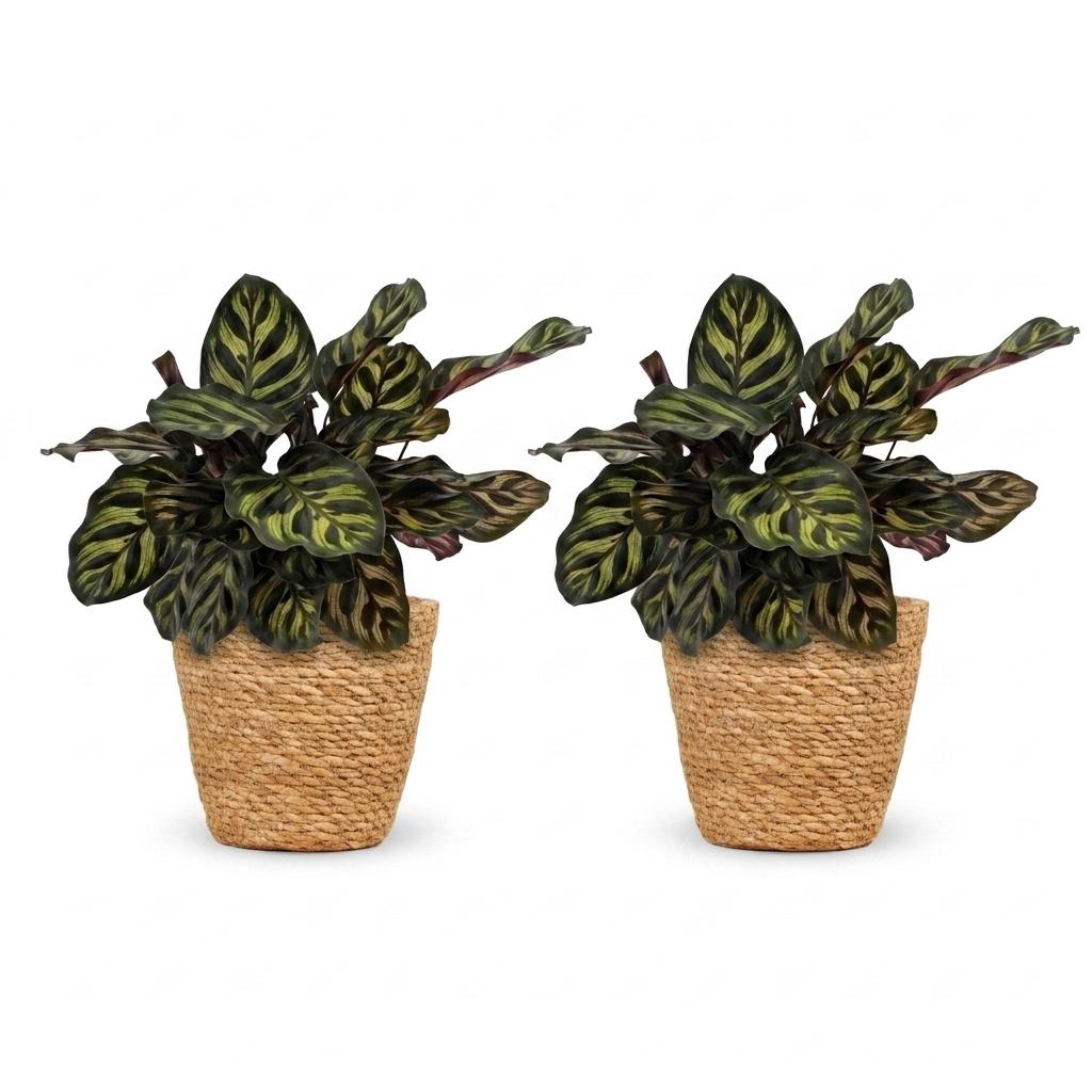 Calathea Makoyana - Pauwenplant - 2 Planten - met Mand - Pot 12cm - Hoogte - 25cm