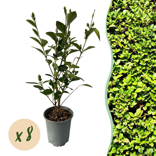 Green boutiQ - 8x Ligustrum ovalifolium - Common Privet - Hedge Plants - Evergreen - Green - Pot 9cm - Height 35-45cm