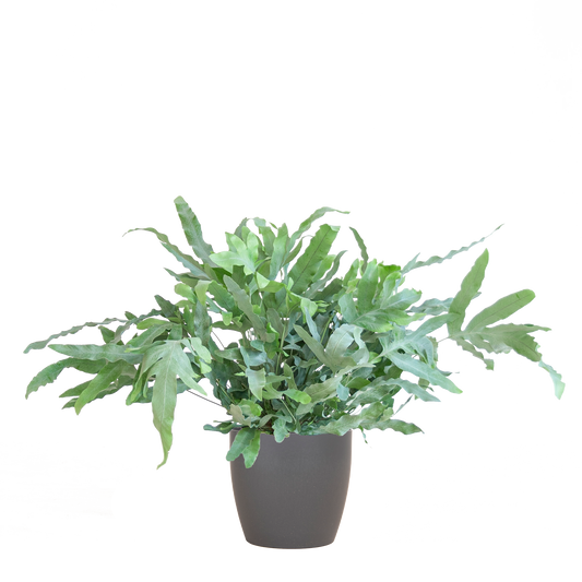 Phlebodium Aureum 'Blue Star' met Viber grijs - 40cm - Ø17