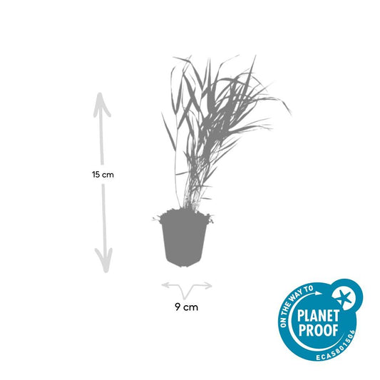 48x Hakonechloa macra - ↕10-25cm - Ø9cm