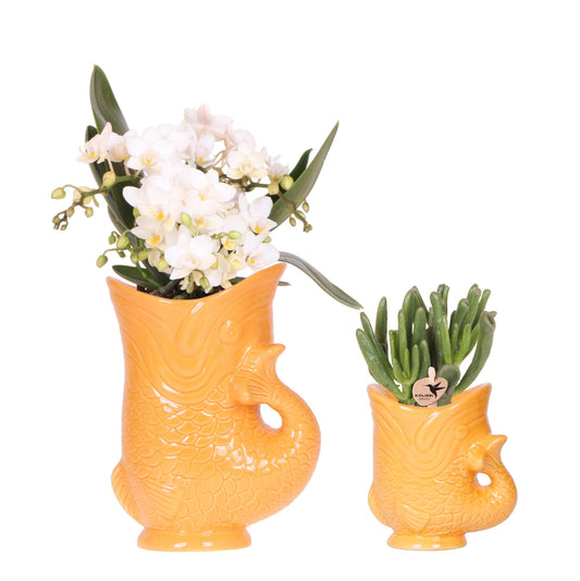 Orchidee colibrì | Set di orchidea bianca Nazaré e succulenta in vaso decorativo Pesce arancione - dimensioni vaso Ø9cm &amp; Ø6cm | pianta d'appartamento in fiore - fresca dal coltivatore
