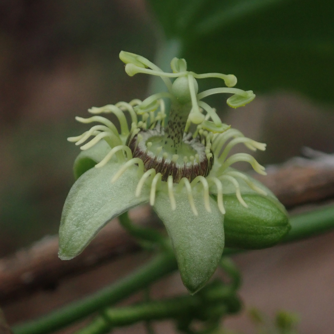 6x Passiflora caerulea ‘Constance Elliott’ – P9 pot – elegante wit bloeiende passiebloem