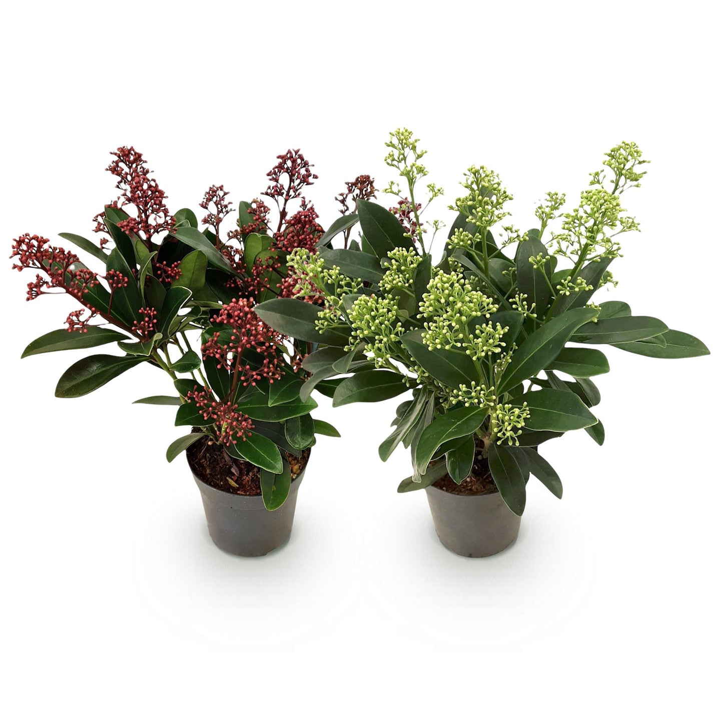 Patio Plant - Skimmia japonica Duo - White & Red Flower - 10+ Flowers - 2 Plants - Hardy - Pot 10.5cm Height 25cm