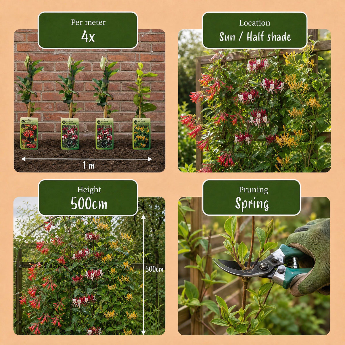 6x Lonicera Tricolour - Tricolour honeysuckle - Red - Purple - Orange - Yellow - Climbing plant - Ø9cm - ↕35cm