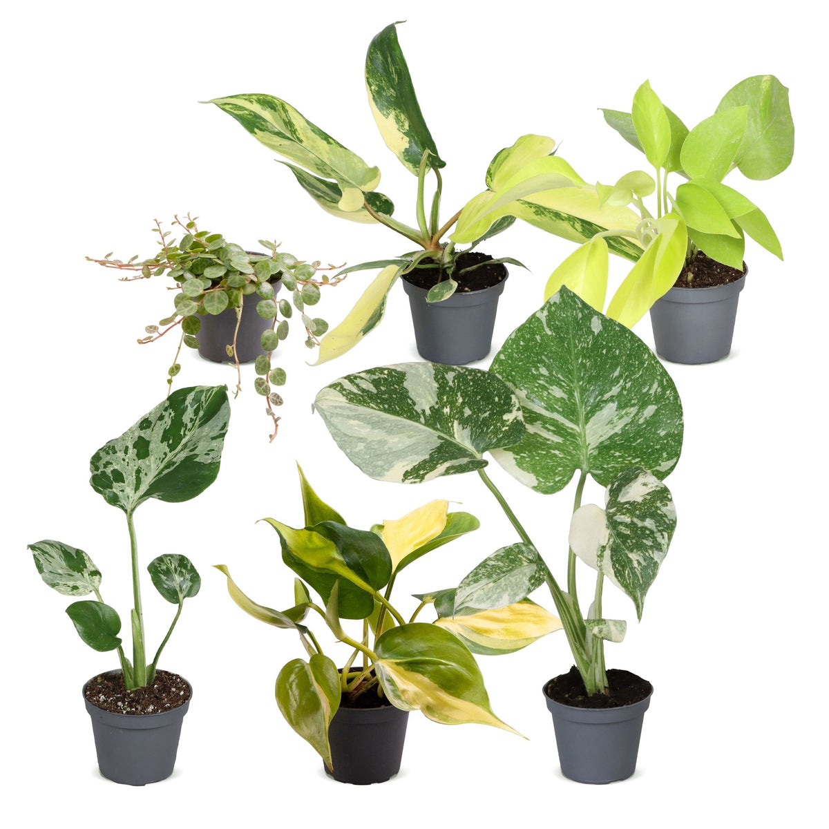 6x Baby Tropical Mix - Diversen - Tropisch - Ø6cm - ↕10-15cm