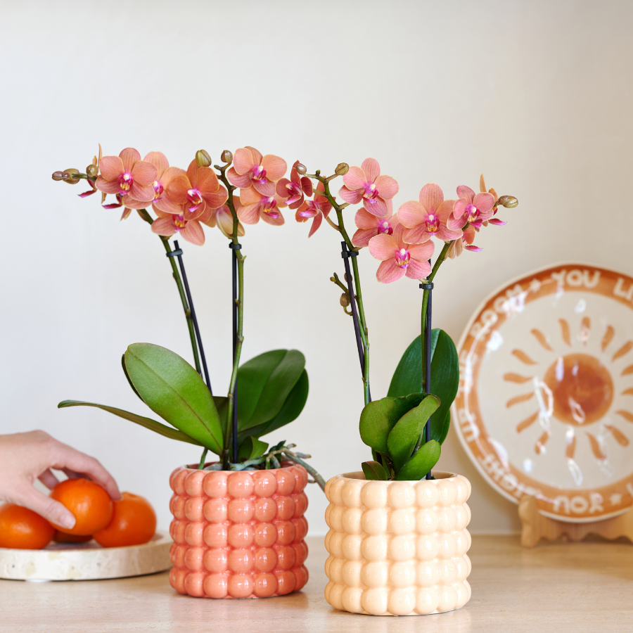Kolibri Company | Plant Set Poppy Orange Orchids | Orange orchid Bolzano incl. ceramic decorative pots
