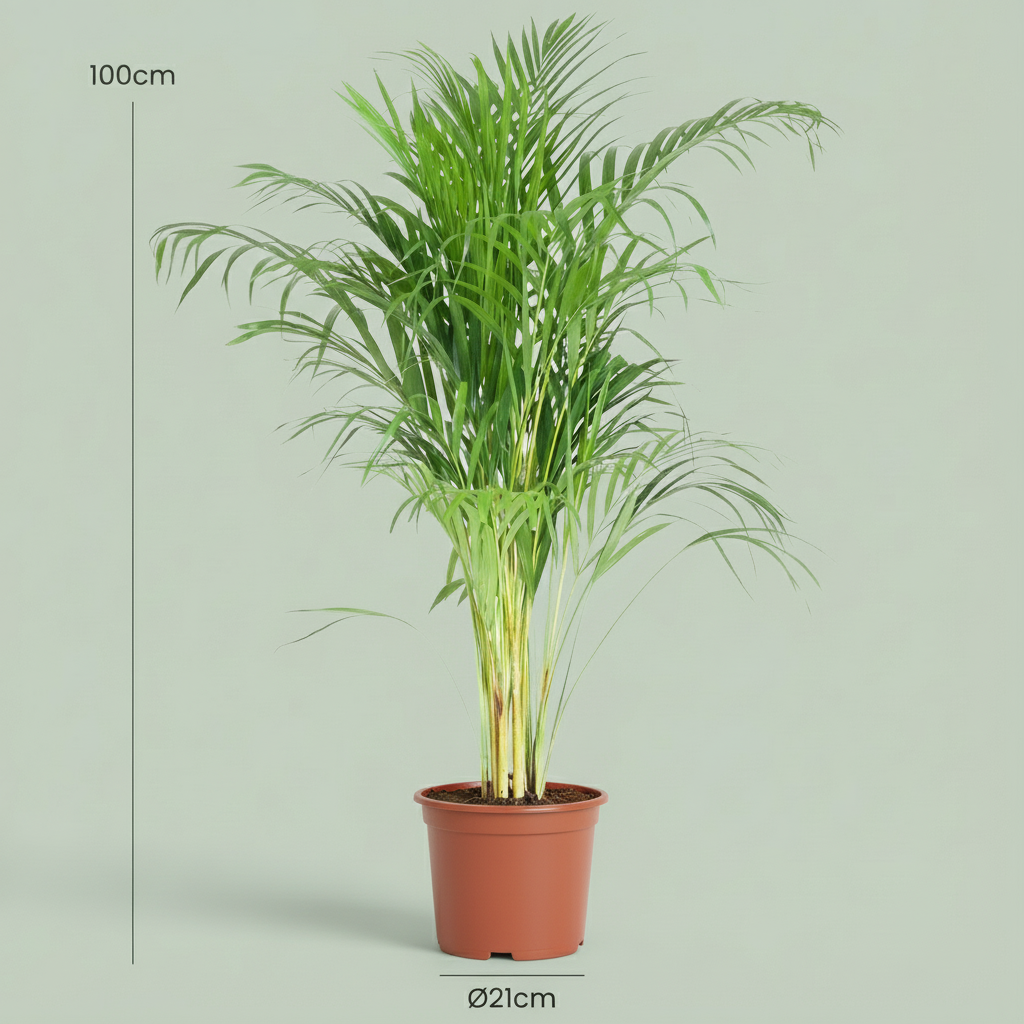 Green boutiQ - Indoor Plant - Areca Palm - Dypsis Lutescens Areca - Green - Low maintenance - 1 Plant - Pot 21cm - Height 90 - 100cm