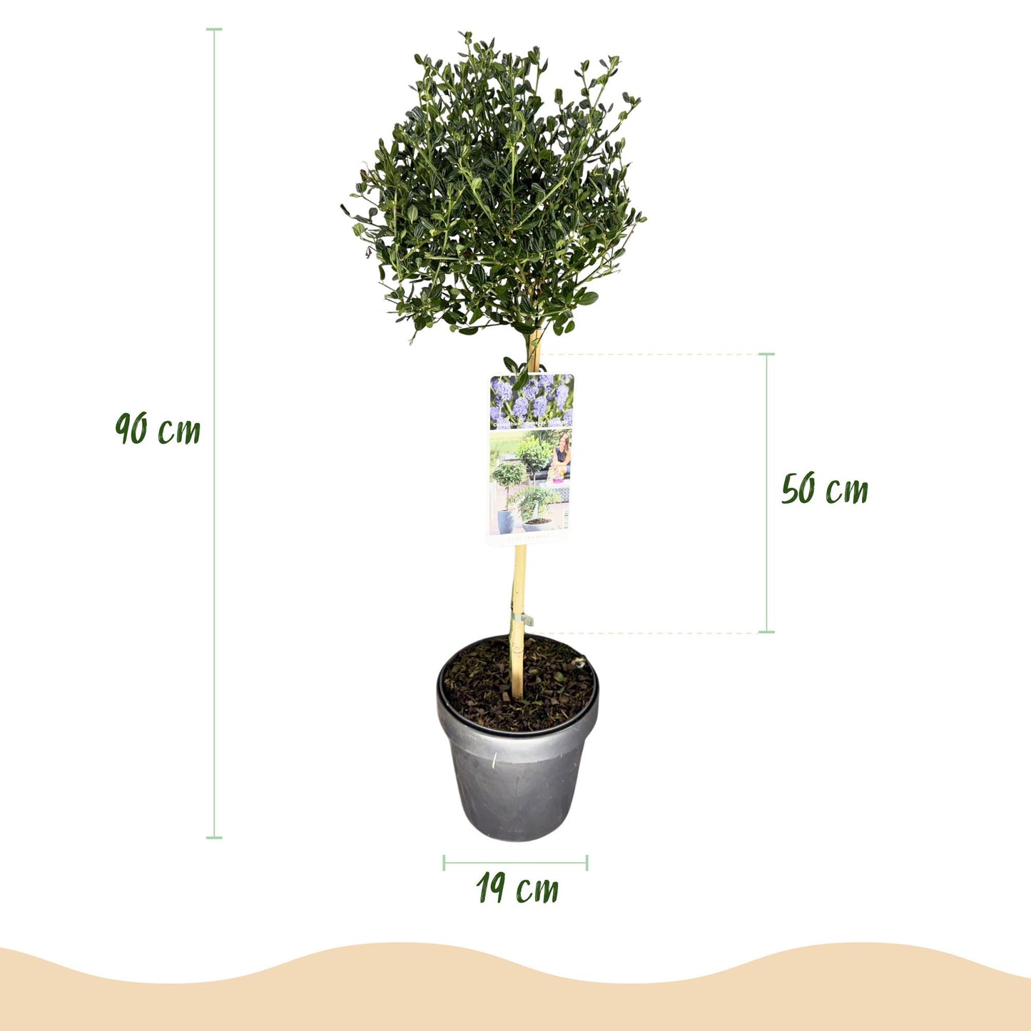 Green boutiQ - Plant on Stem - Ceanothus impressus Victoria - Patio Plant - Evergreen - Winter Hardy - Purple Flower - Pot 19cm Height 90cm