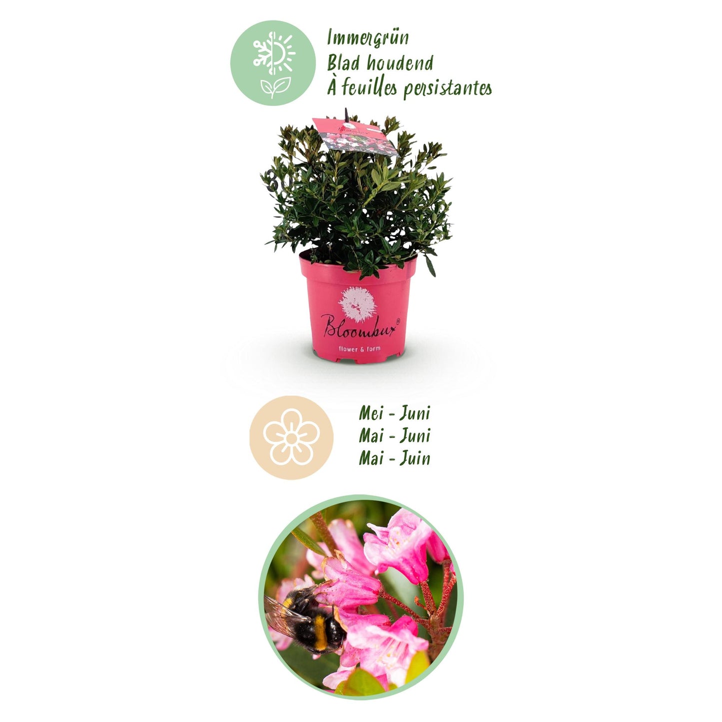 Green BoutiQ - Dwarf Rhododendron - Rhododendron Bloombux Magenta - Flowering Boxwood - Low Maintenance - Pink Flower - 2 Plants - Pot 17cm - Height 30-40cm