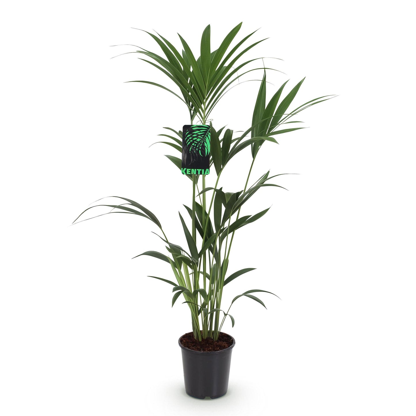 Green boutiQ - Houseplant - Howea Forsteriana - Kentia Palm - Low Maintenance - Green - 1 plant - Pot 21cm - Height 120-130cm
