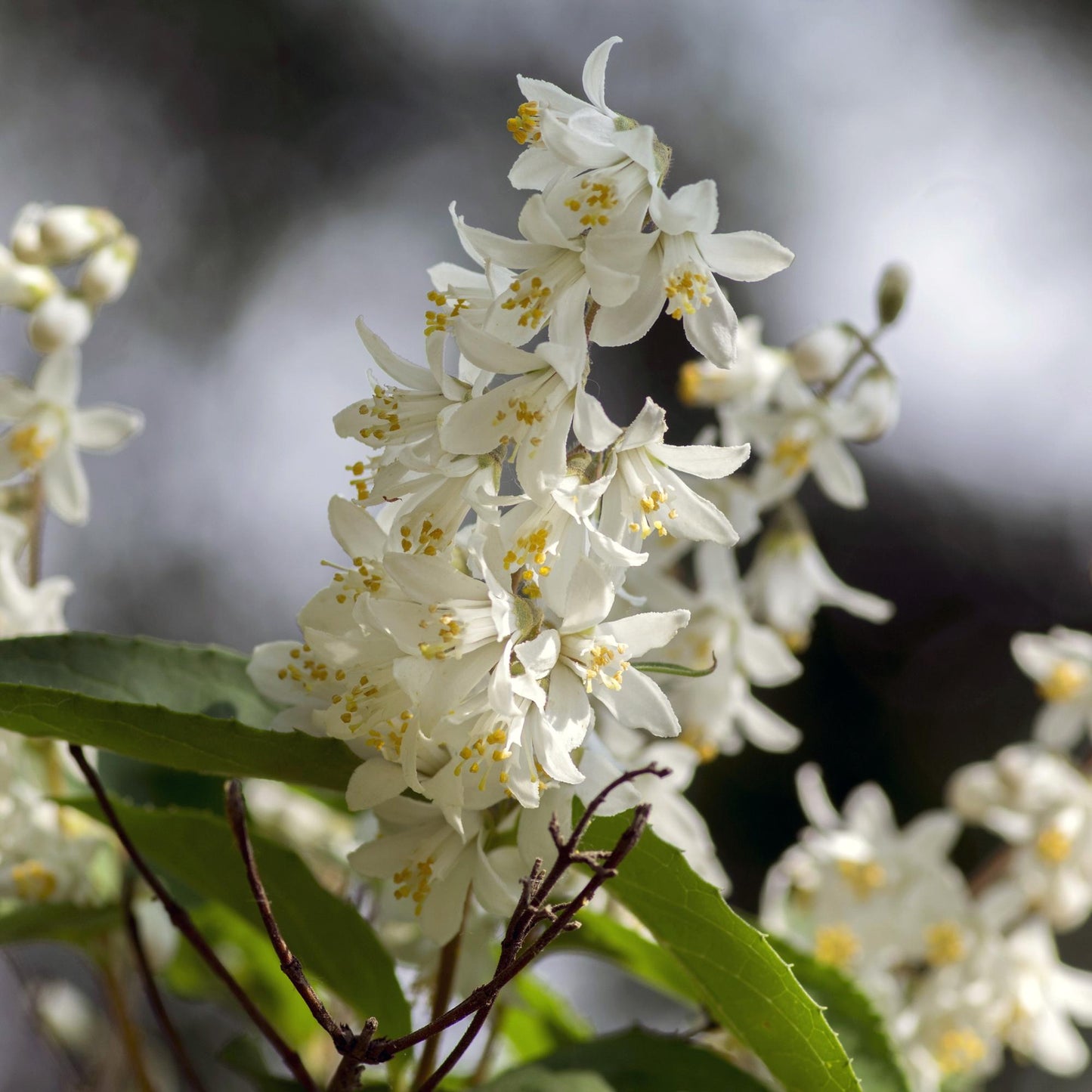 Green boutiQ - Heesters -  Deutzia Gracilis - Bloem Wit - 1 Plant - Bladverliezend - Weinig Onderhoud - Pot 17cm Hoogte 45cm