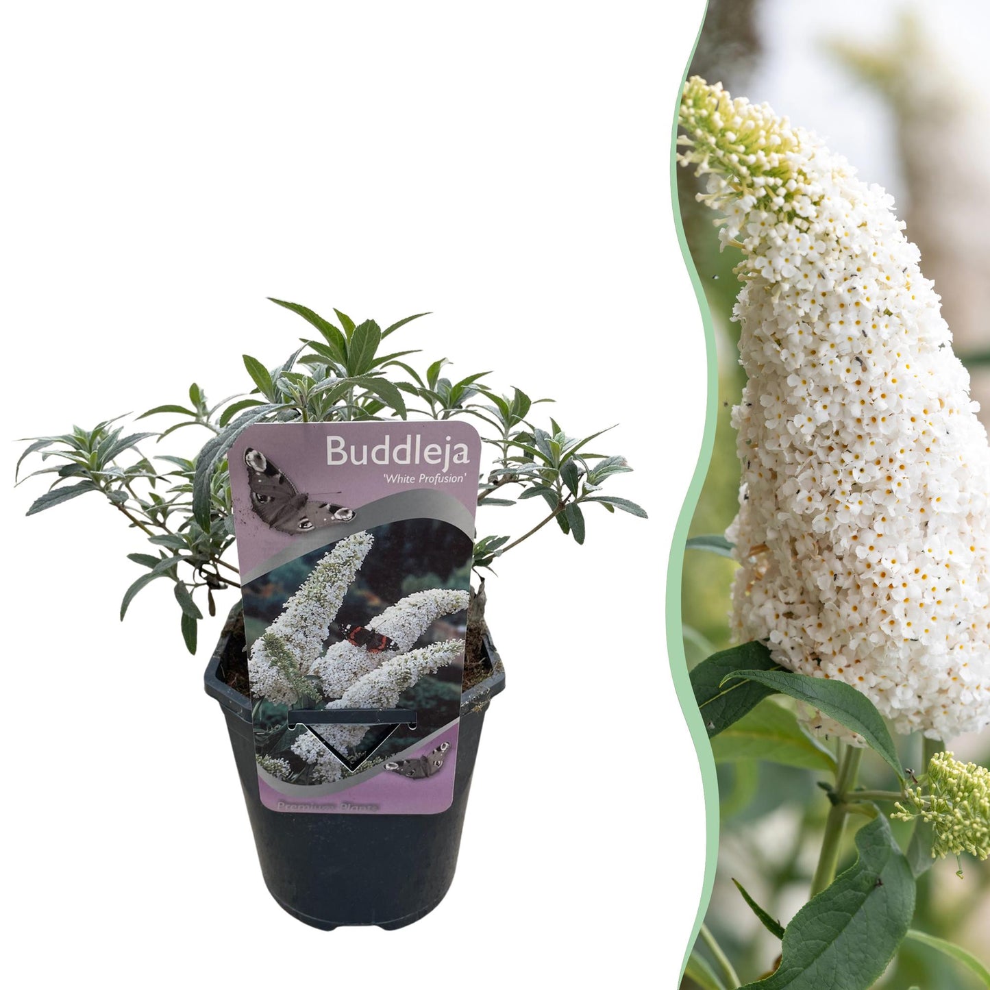 Green boutiQ - Buddleja davidii - White Profusion - Fiore Bianco - 1 Pianta - Decidua - Attrae le farfalle - Vaso 17 cm Altezza 25 cm