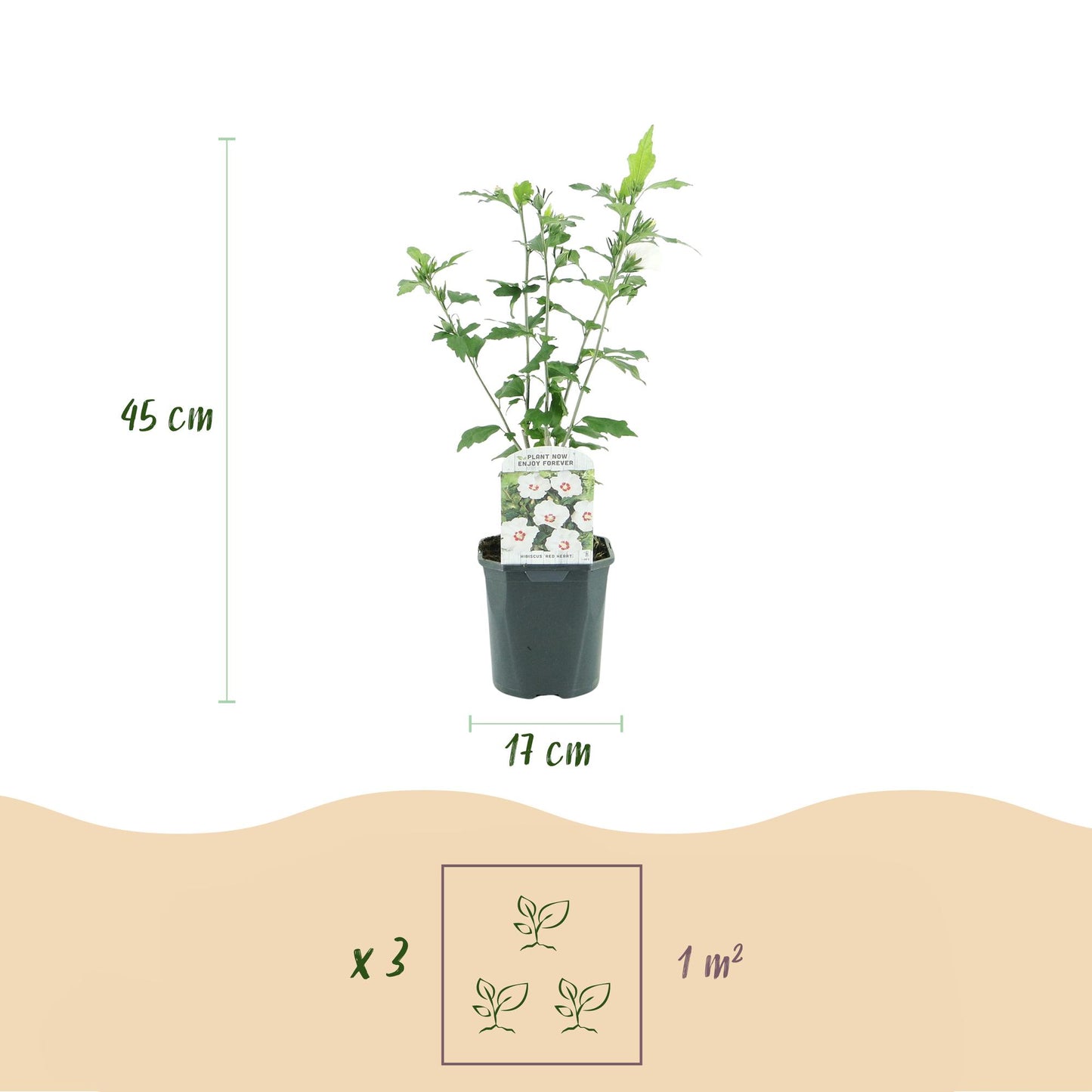 Green boutiQ - Plante de Jardin - Hibiscus syriacus Red Heart - Hibiscus de Jardin - Rustique - Blanc - Rouge - 3 Plantes - Pot 17cm - Hauteur 45cm