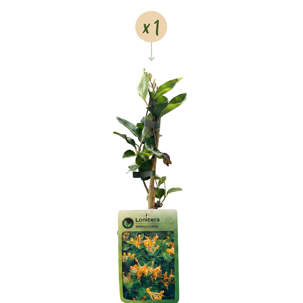 Lonicera tellmanniana - Tellmann's honeysuckle - Orange - Yellow - Climbing plant - Ø9cm - ↕35cm