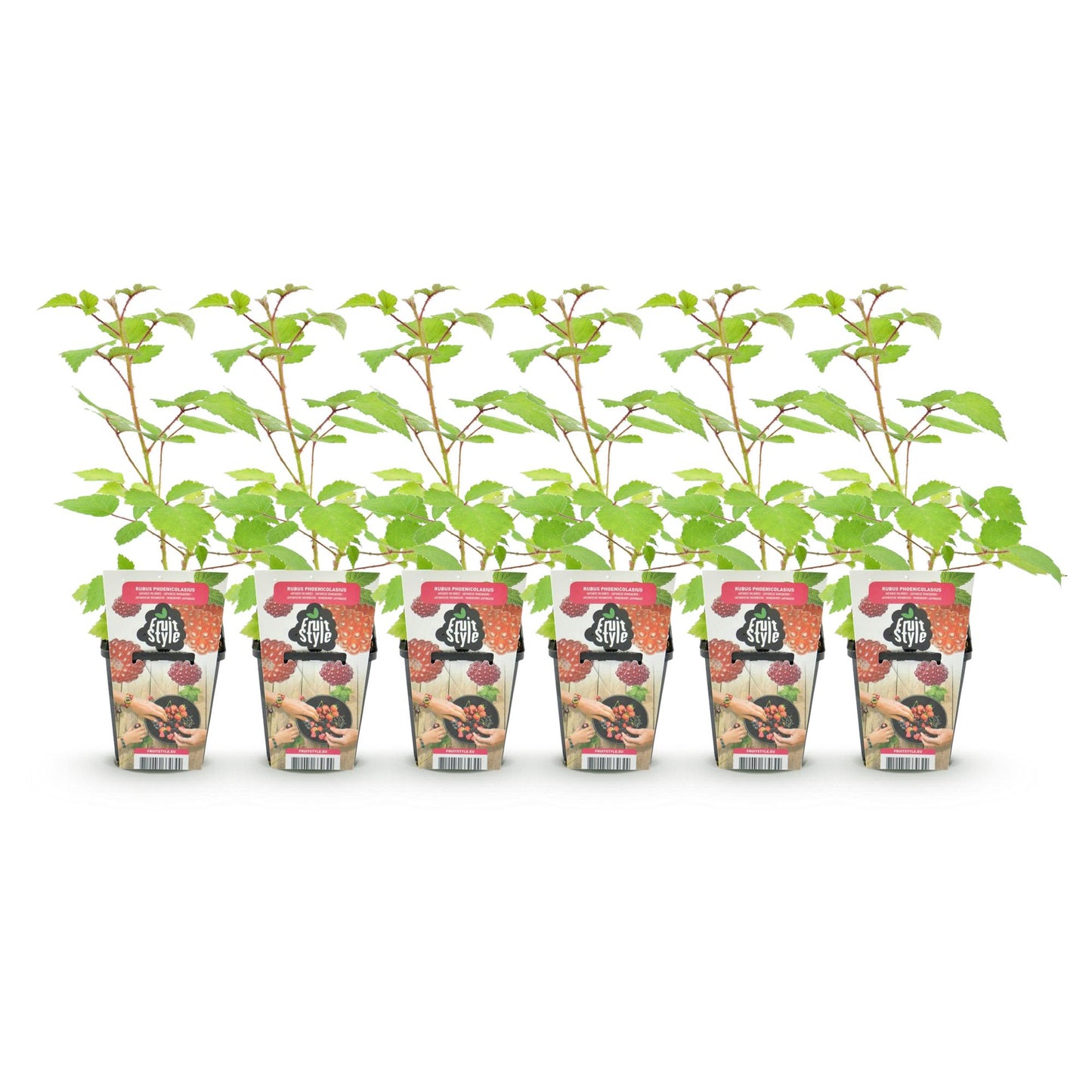 Piante da frutto - Lampone giapponese - Rubus Phoenicolasius - Resistente al freddo - 6 piante - Vaso 9 cm - Bacca rossa
