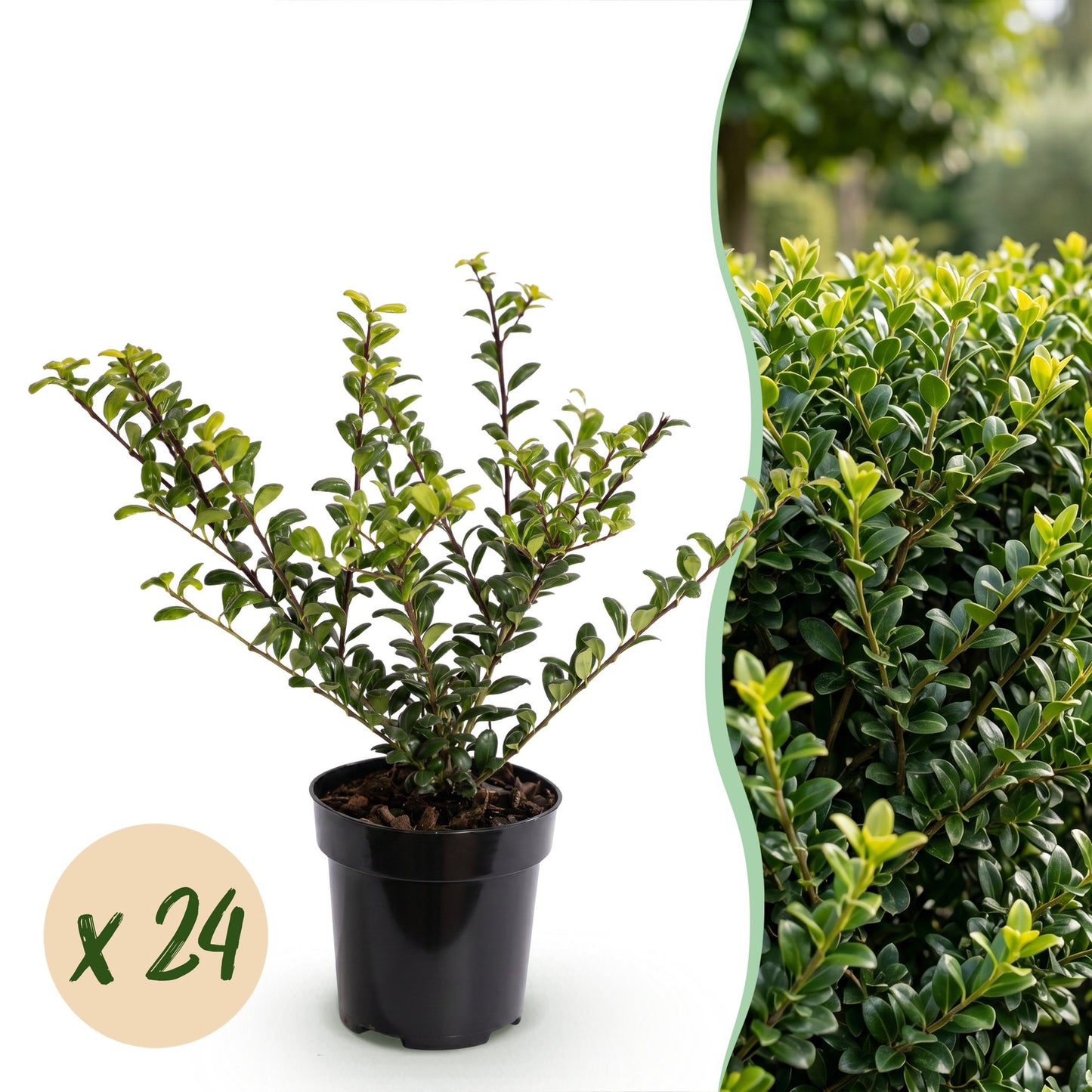 24x Ilex crenata 'Convexa' - Japanese Holly - Hedging Plants - Evergreen - Green - 9cm Pot - Height 20-30cm