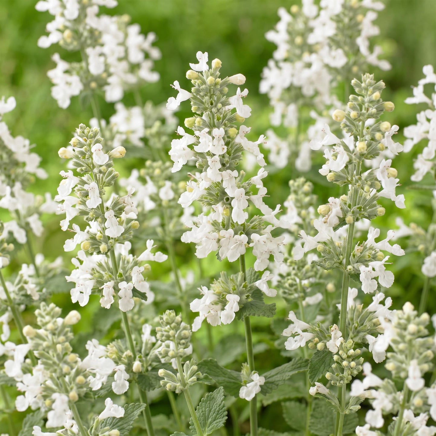 Perennial - Nepeta faassenii Snowflake - Catmint - Bee and Butterfly Attractor - White - 1 Plant - 11cm Pot - 15-25cm Height