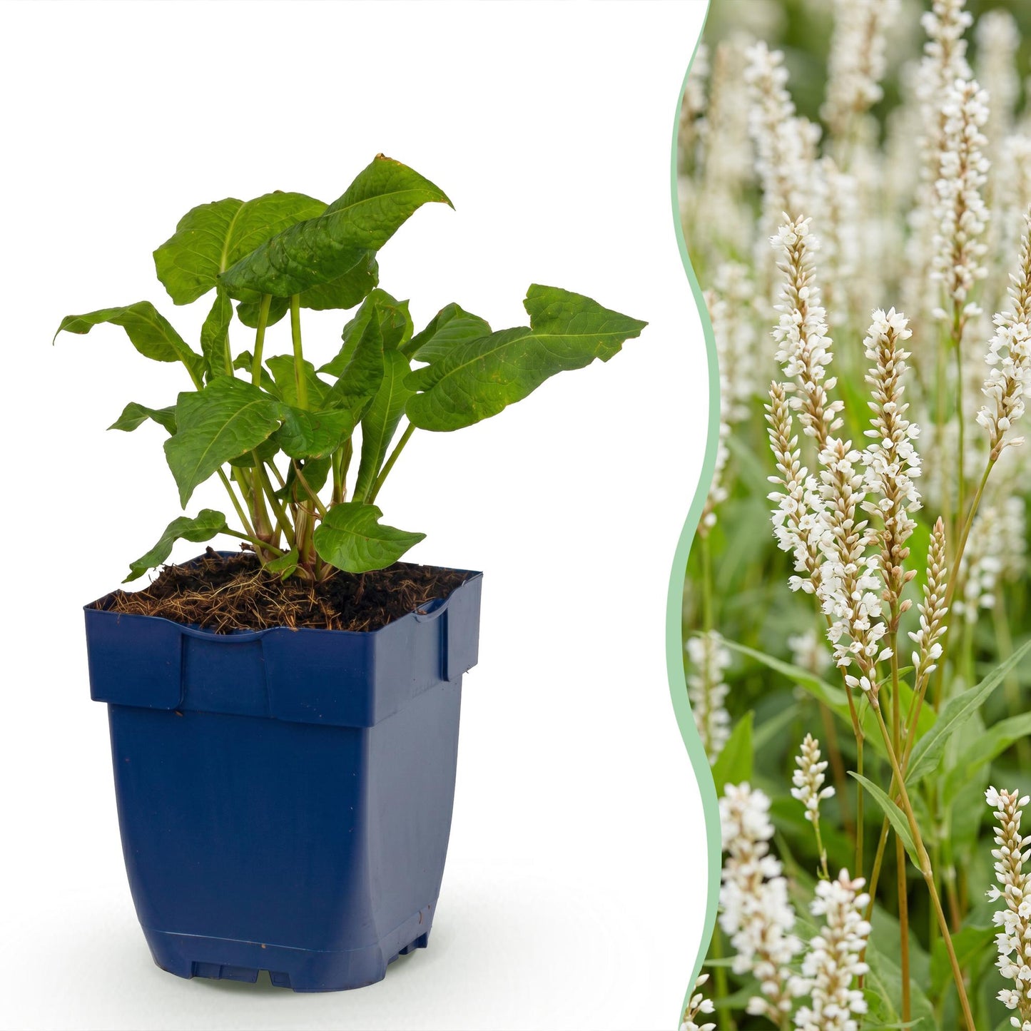 Green boutiQ - Plante vivace - Persicaria ampl. Alba - Renouée - Ombre - Blanc - 6 Plantes - Pot 11 cm - Hauteur 15-25 cm