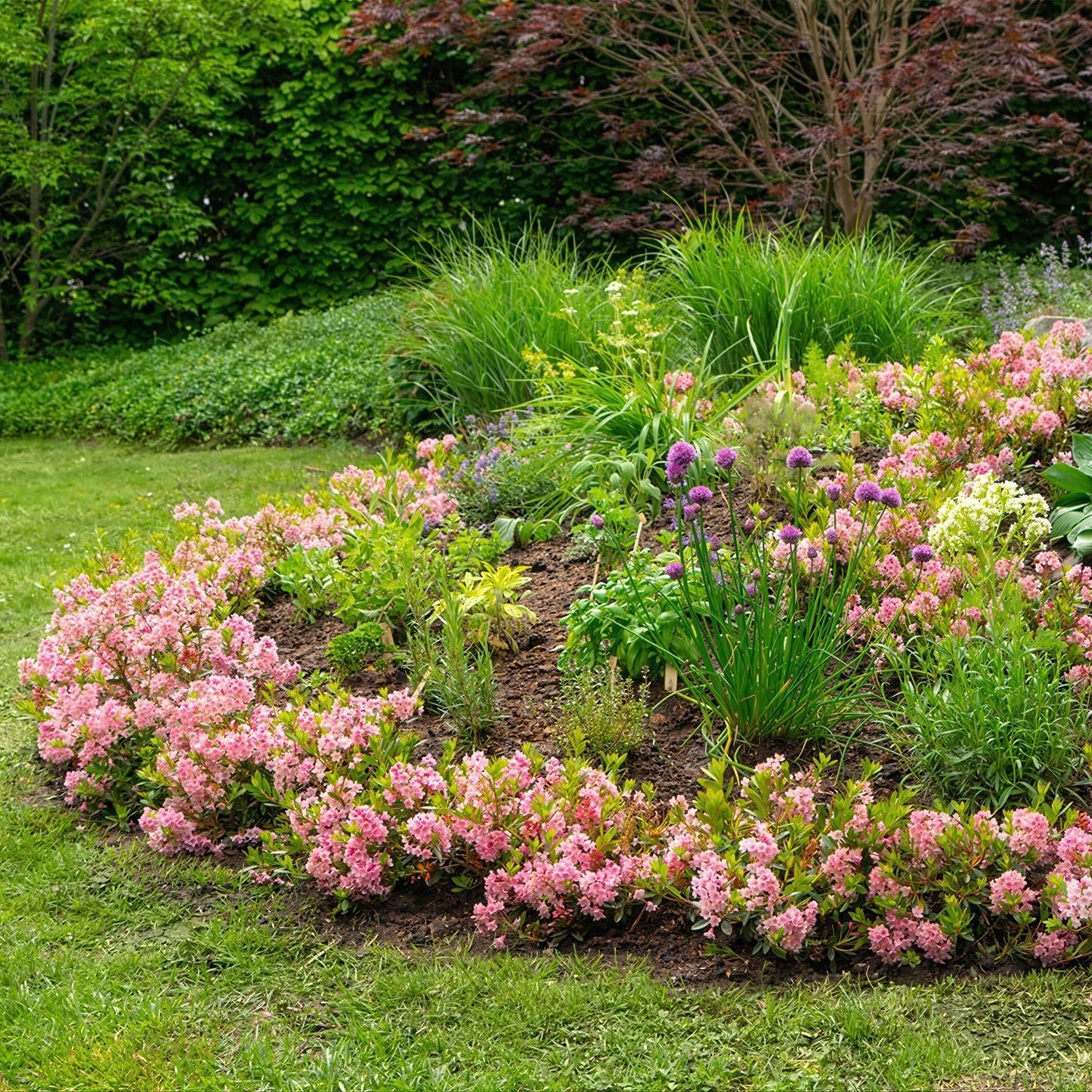 Green boutiQ - Dwerg Rhododendron - Rhododendron Bloombux Magenta - Bloeiende Buxus - Weinig Onderhoud - Roze Bloem - 4 Planten - Pot 17cm - Hoogte 30-40cm