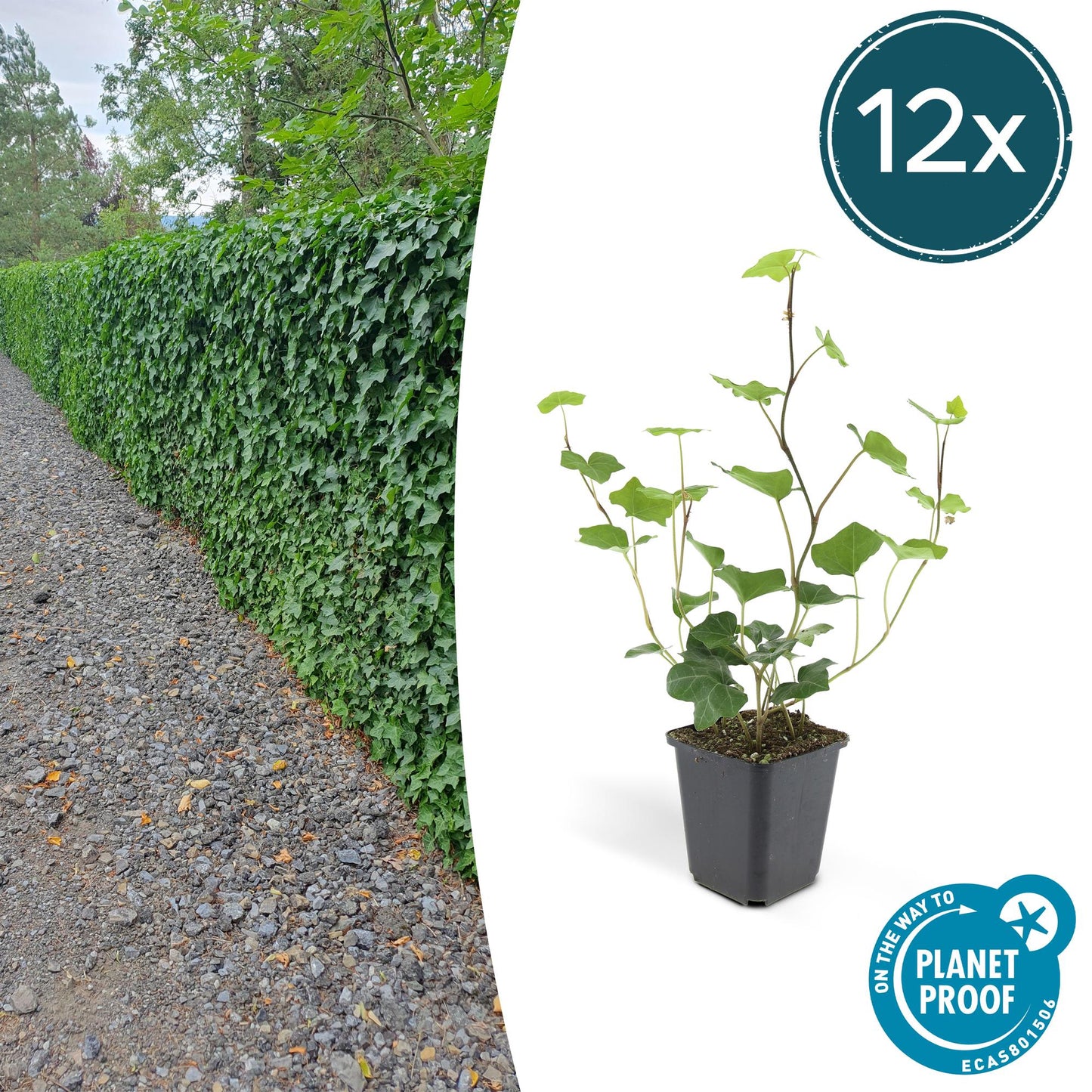 12x Ivy (Hedera Hibernica) - ↕10-25cm - Ø9cm