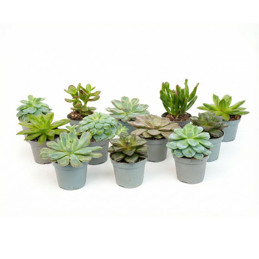 Set di 12 - Mix di piante grasse - Piante grasse assortite in vasi da 6 cm (alti 8–12 cm)