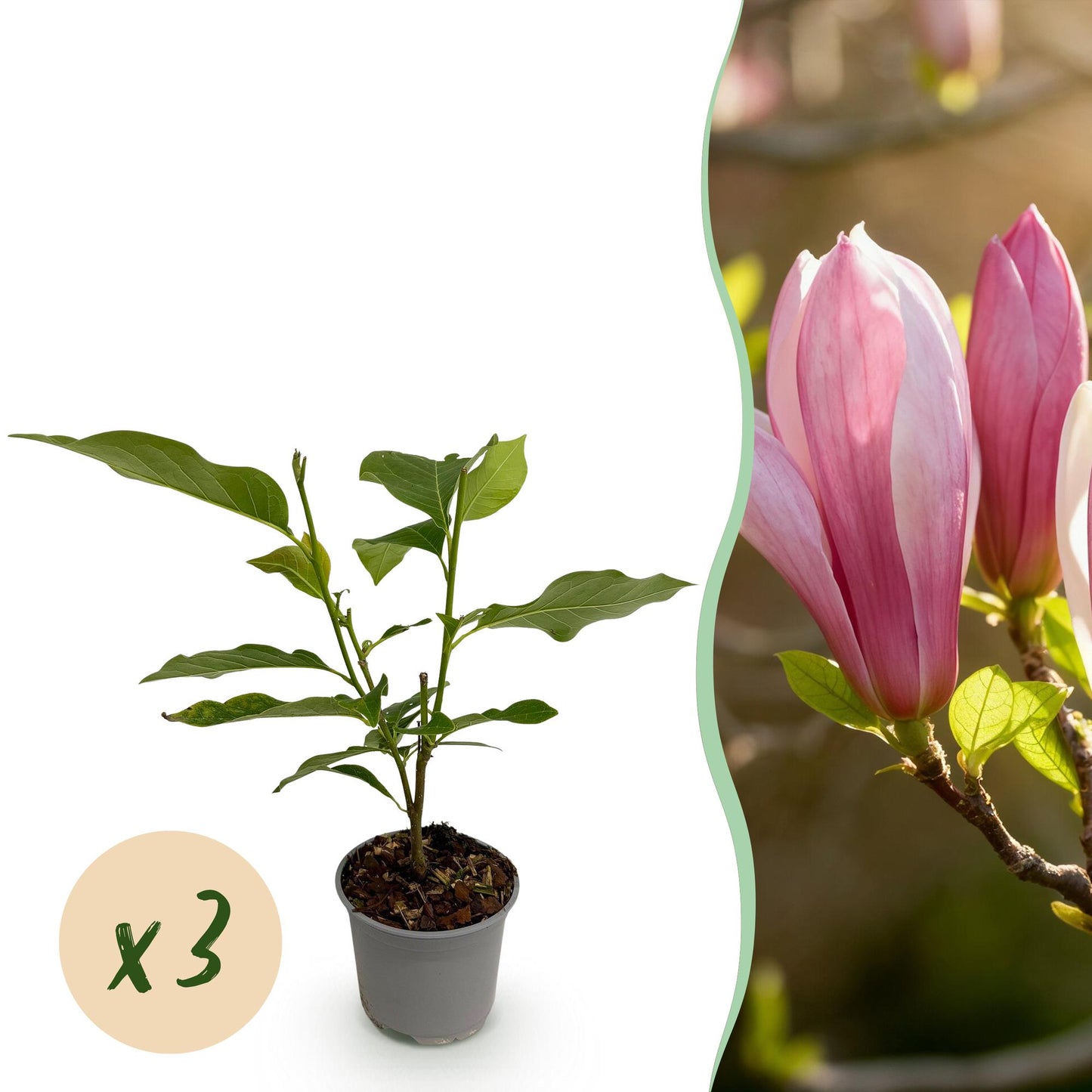 Green boutiQ - Garden Plant - Magnolia Ricki - Red Flower - 3 Plants - Deciduous - Low Maintenance - Pot 12cm Height 30cm