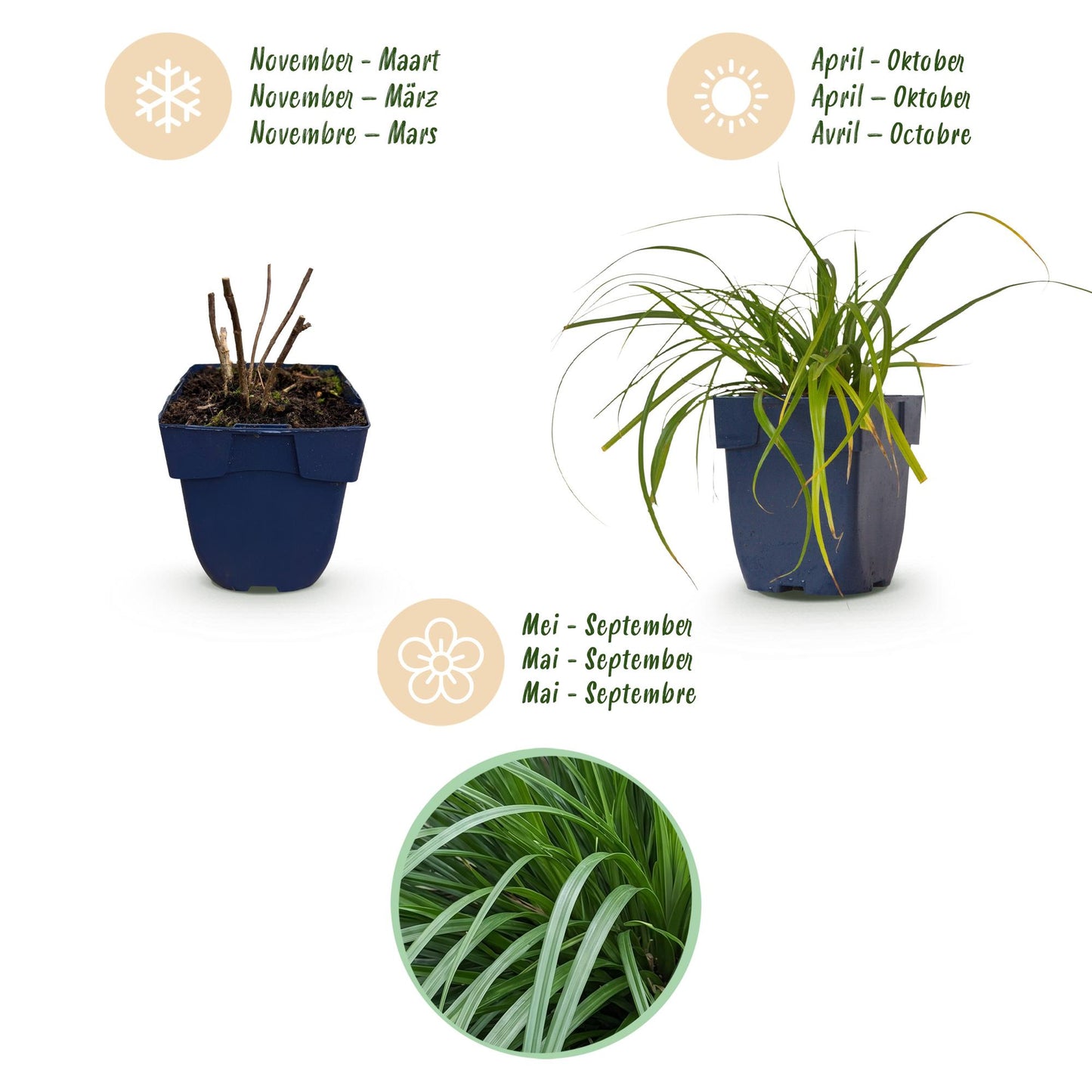 Grasses - Carex oshimensis Evergreen - Japanese Sedge - Evergreen - Green - 6 Plants - Pot 11cm - Height 15-25cm