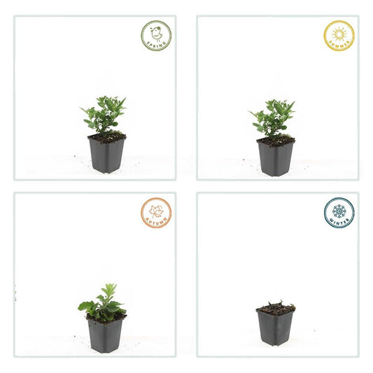 40x Aster ageratides 'Stardust' - ↕10-25cm - Ø9cm