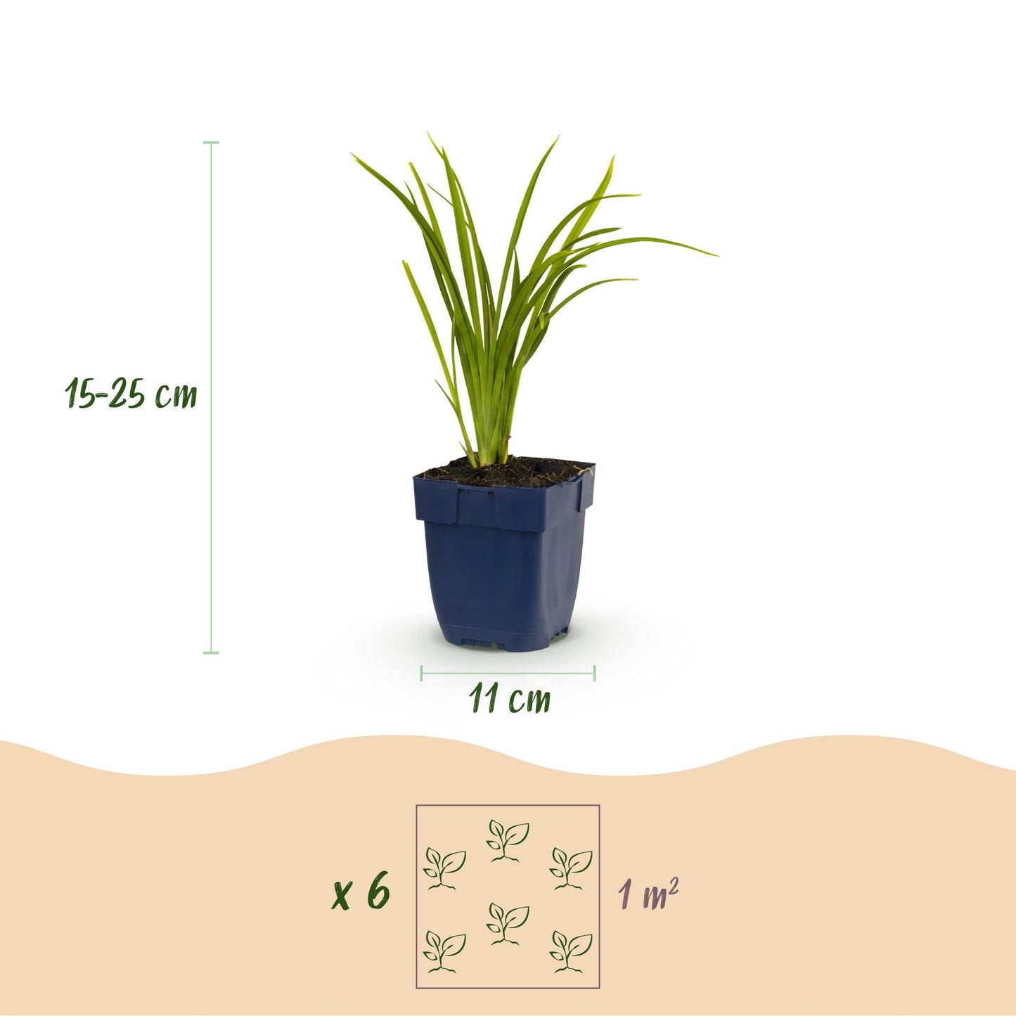 Perennial - Hemerocallis Autumn Red - Daylily - Bee and Butterfly Attractants - Red - 1 Plant - Pot 11cm - Height 15-25cm