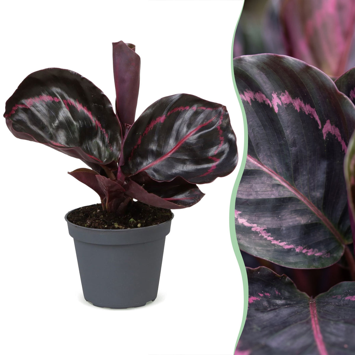 Calathea Dottie® - Pauwenplant - Paars - Roze - Tropisch - Ø6cm - ↕15cm