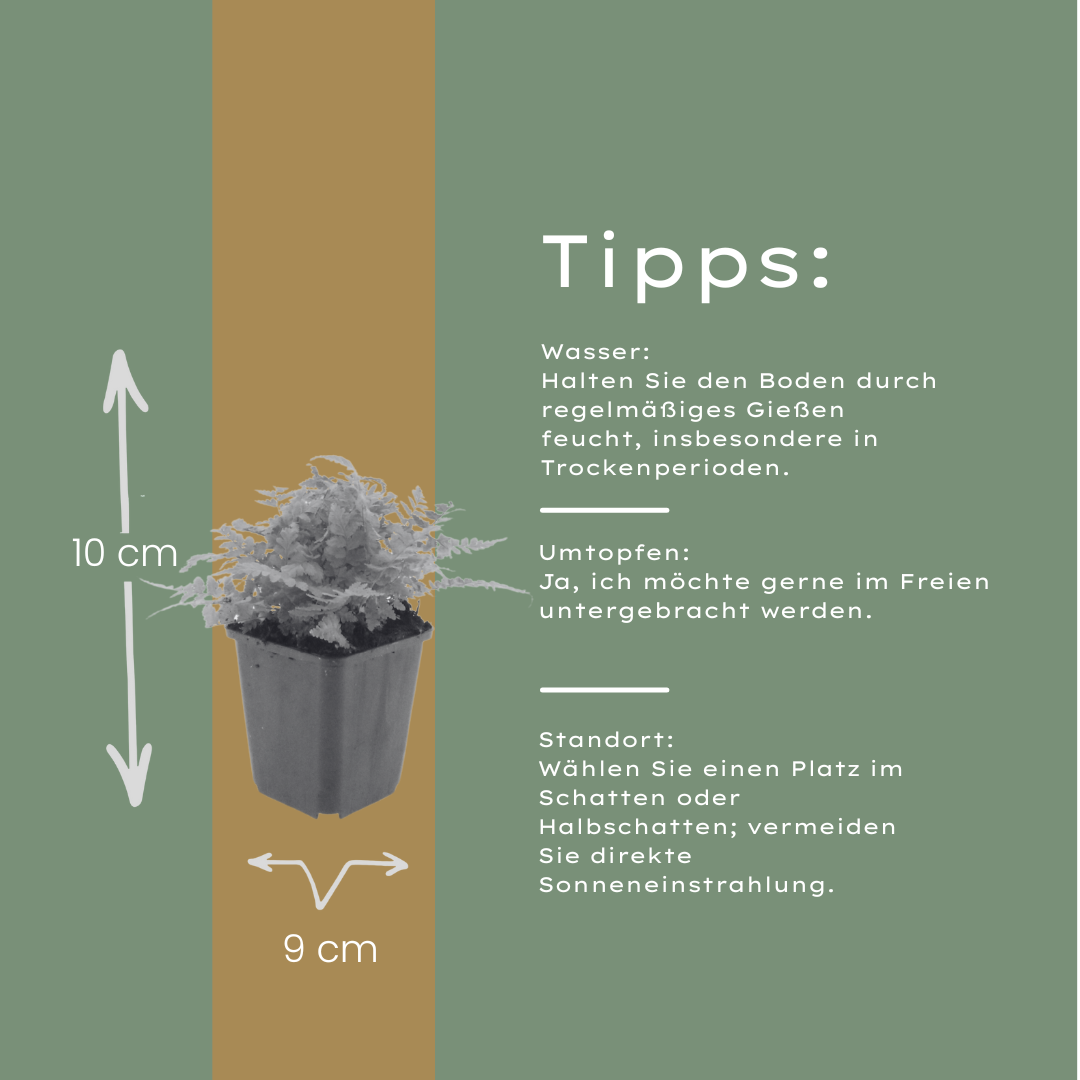 60x Dryopteris filix-mas - ↕10-25cm - Ø9cm