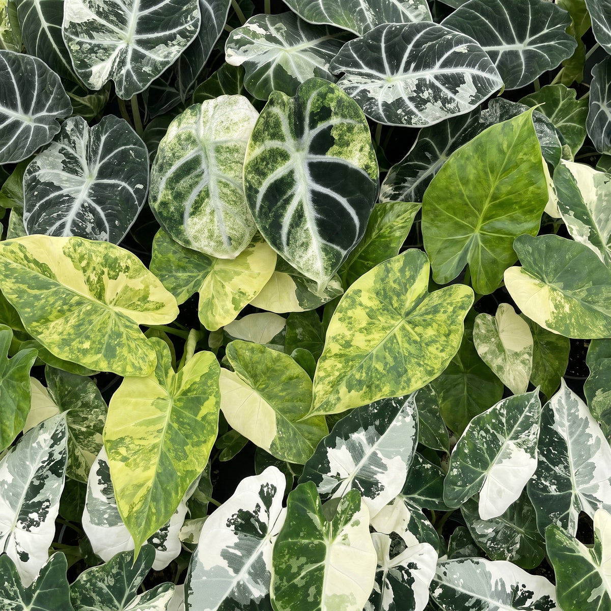3x Baby Alocasia Tricolour Variegata - Green - Black - Variegated - Tropical - incl. Linnea Olive - Ø6cm - ↕5-15cm