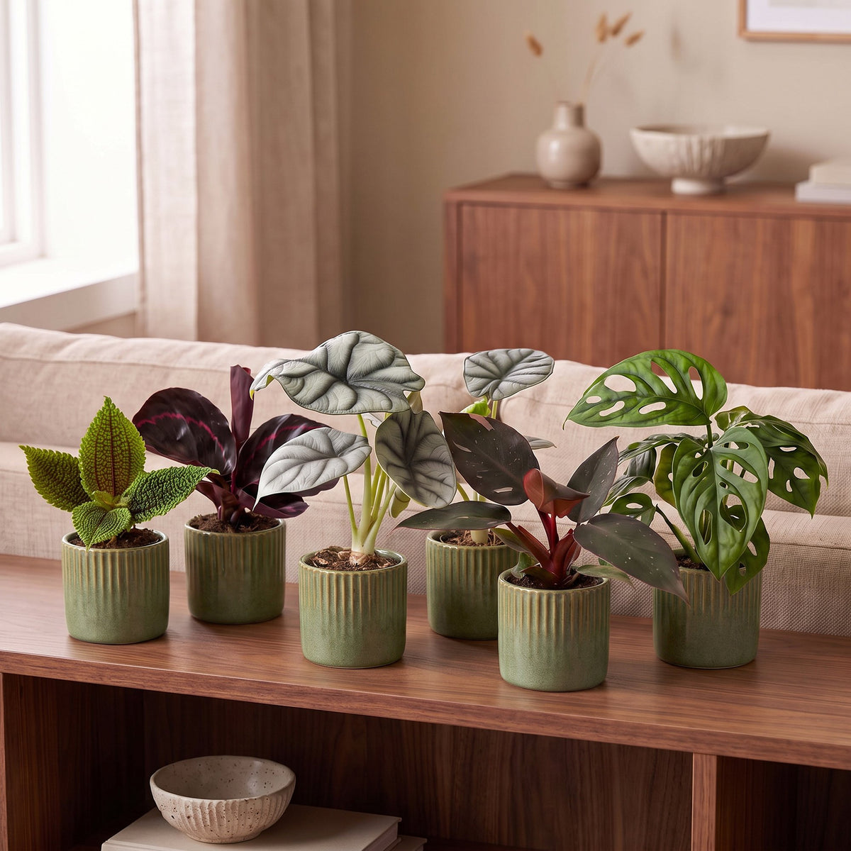 6x Baby Jungle Mix - Diversen - Tropisch - incl. Linnea Olive - Ø6cm - ↕10-15cm