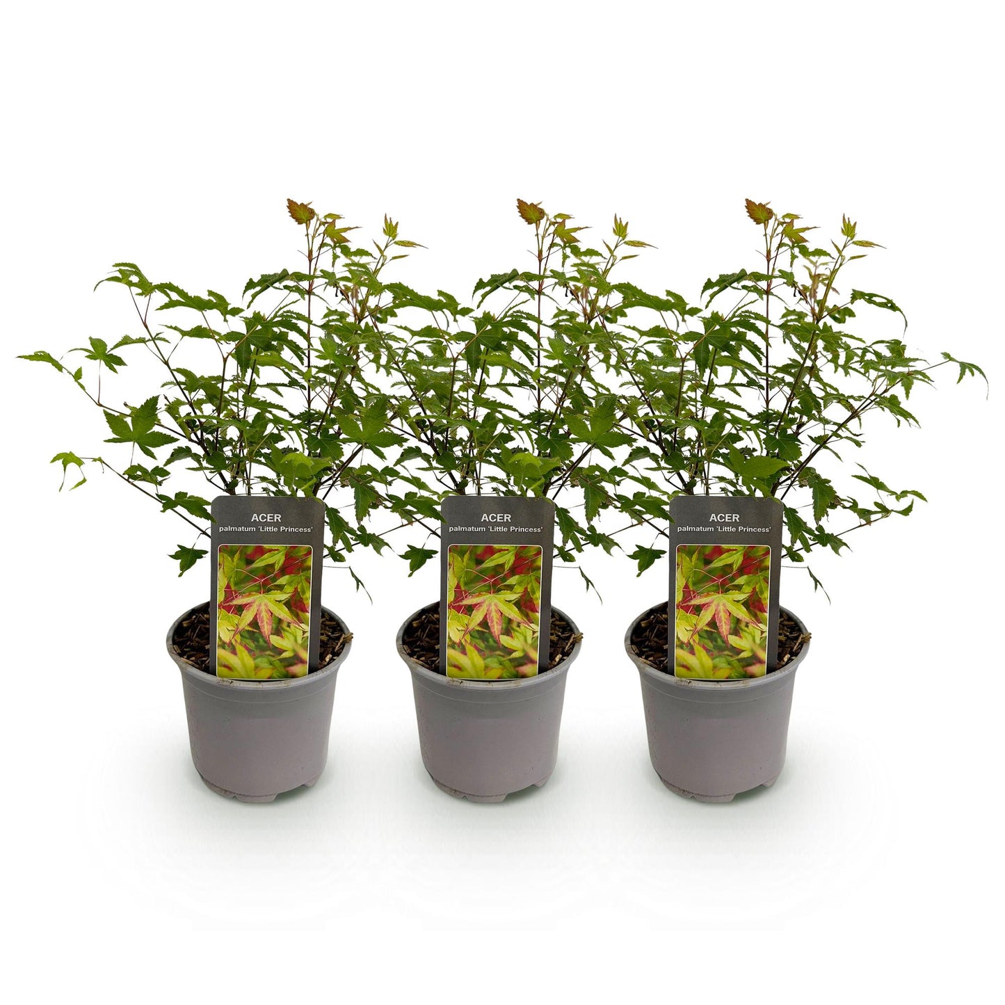 Green boutiQ - Garden Plant - Acer palmatum Little Princess - Green - 3 Plants - Deciduous - Low Maintenance - Pot 12cm Height 35cm