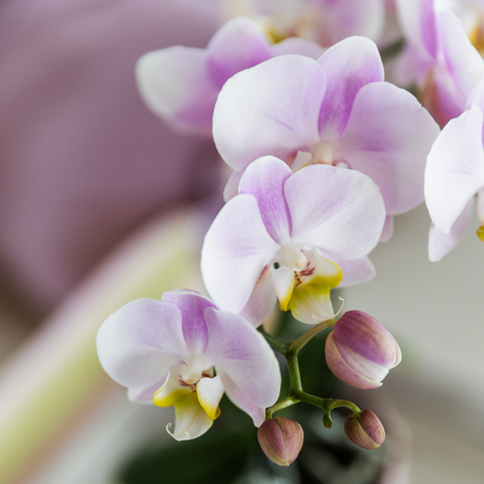 Orchidee colibrì | Set regalo grande per la festa della mamma | Pianta verde con orchidea Phalaenopsis rosa in vasi decorativi Simplicity rosa su piatto di bambù