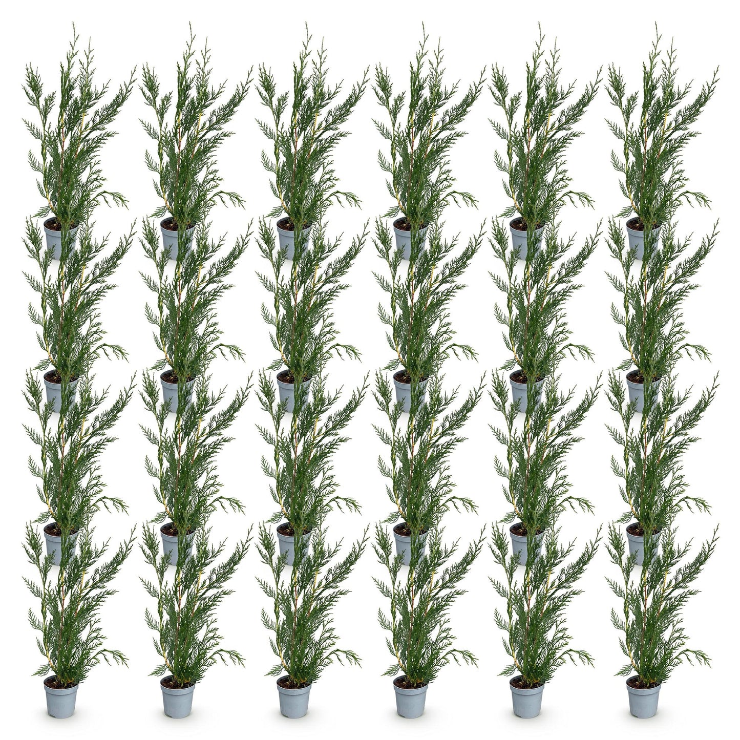 Green BoutiQ - 24x Cupressocyparis leylandii 2011 - Leylandii - Hedge Plants - Evergreen - Green - Pot 9cm - Height 30-40cm