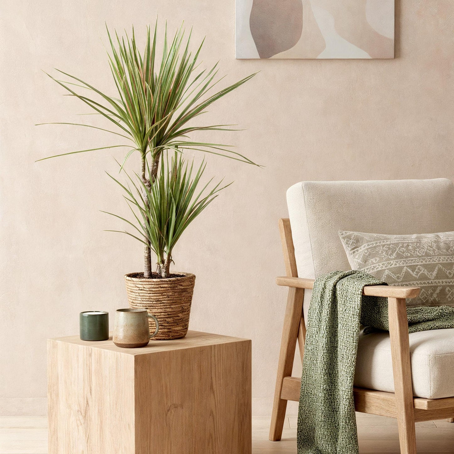 Green is... Houseplants - Dracaena Marginata Bicolor - Dragon Tree - Low maintenance - Green - 1 Plant - Pot 17cm - Height 70-75cm