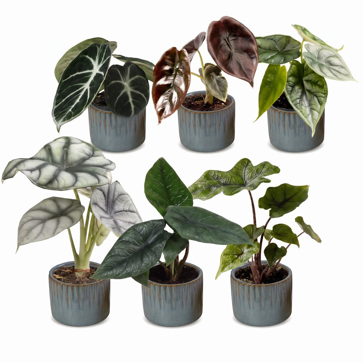 6x Baby Alocasia Familie - Rood - Groen - Zwart - Zilver - Grijs - Tropisch - incl. Linnea Misty Blue - Ø6cm - ↕12cm
