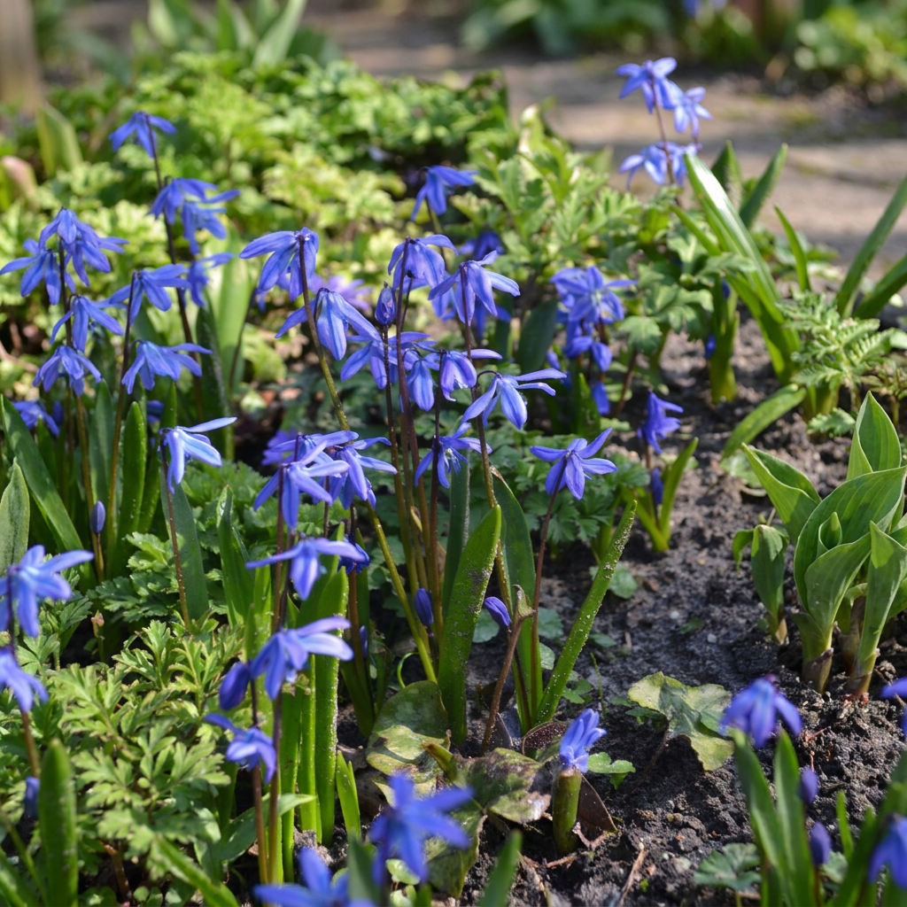 100x Scilla Siberica - Scilla siberica - Blu - Bulbi da naturalizzazione - Calibro 7/8
