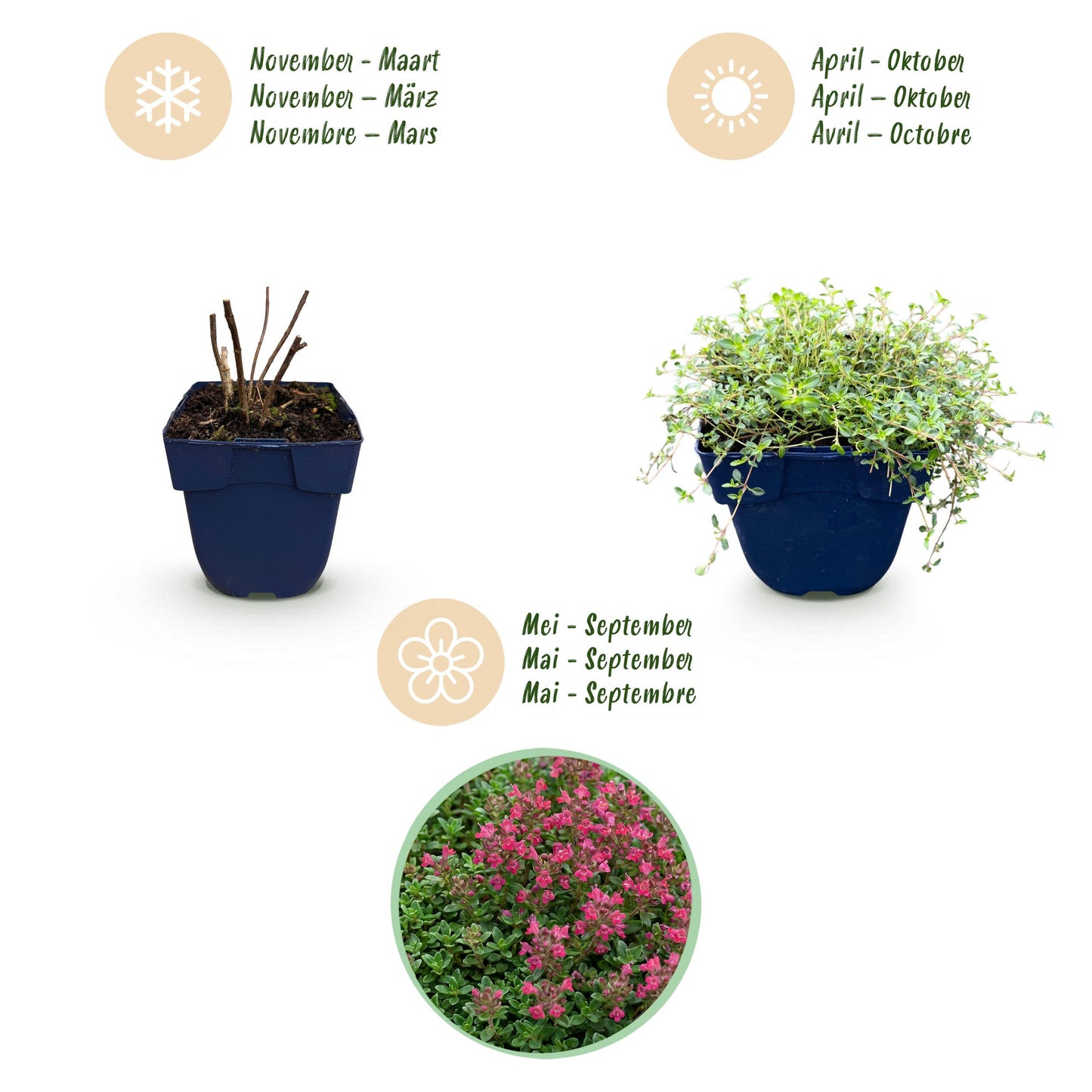 Vasteplant - Thymus praecox Red Carpet - KruipTijm - Geurend - Rood-Roze - 24 Planten - Pot 11cm - Hoogte 15-25cm