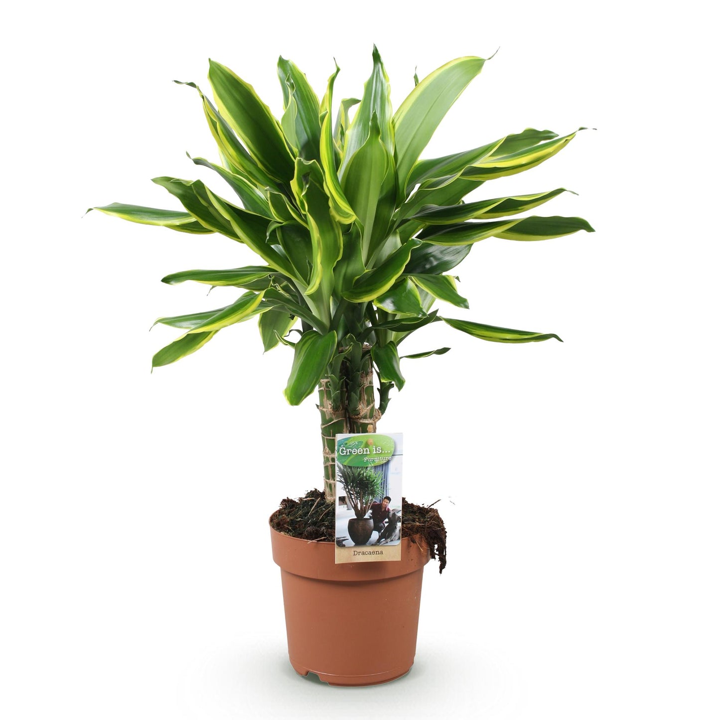 Green BoutiQ - Green is... Houseplants - Dracaena fragrans Golden Coast - Dragon Blood Tree - Low maintenance - Green - 1 Plant - Pot 17cm - Height 50-55cm
