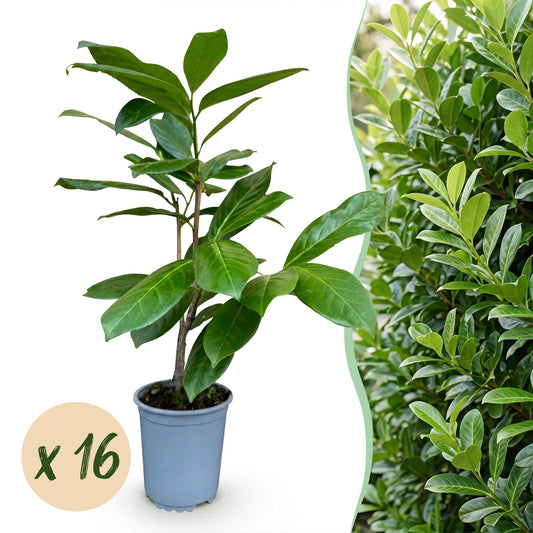 Green boutiQ - 16x Prunus laur. Rotundifolia - Cherry Laurel - Hedge Plants - Evergreen - Green - Pot 9cm - Height 25-35cm